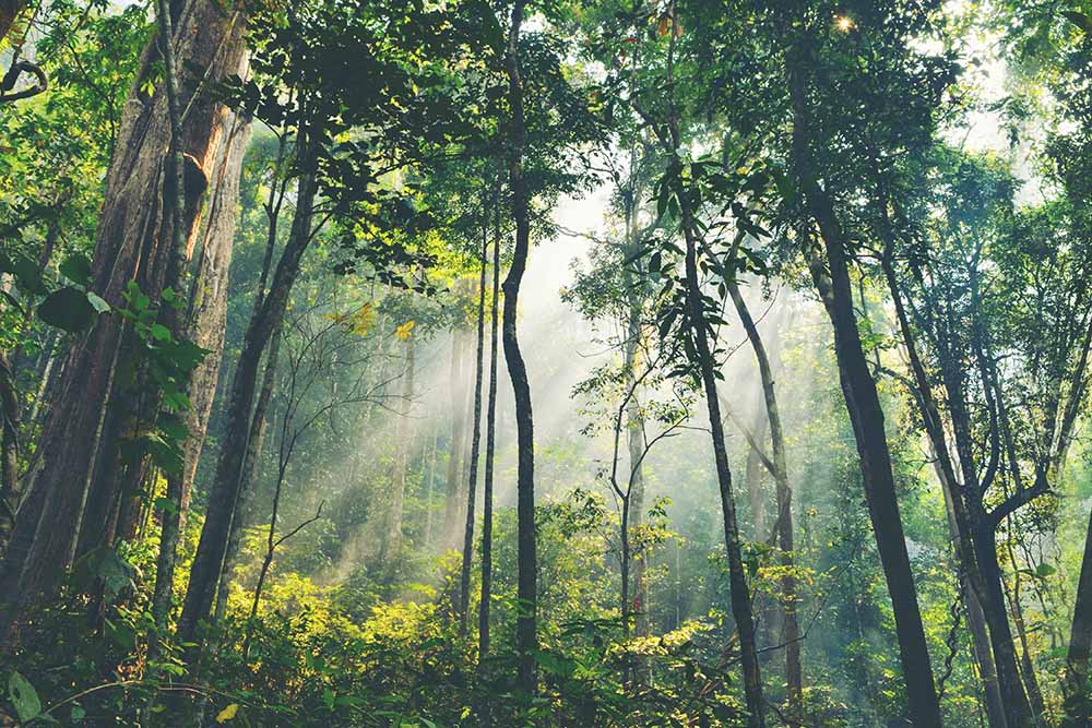 Forest setting with sunlight peaking through.